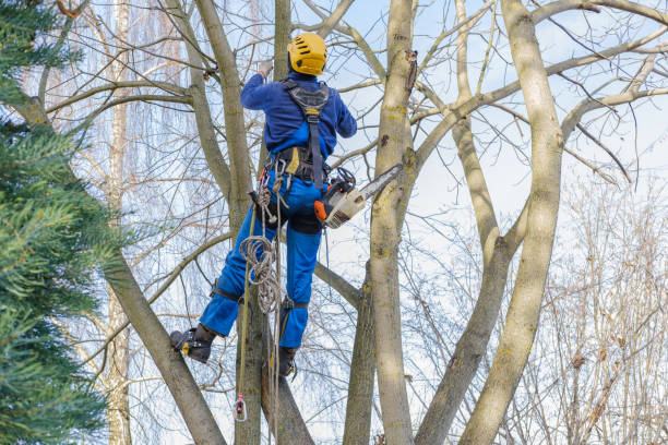How Our Tree Care Process Works  in  Fort Lee, VA
