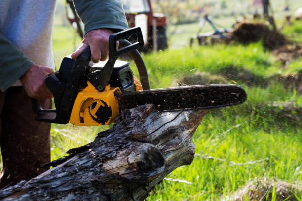 Pest Control for Lawns in Fort Lee, VA